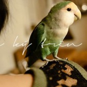 Thư ký trên vai - Truyện ngắn Shinichi Hoshi